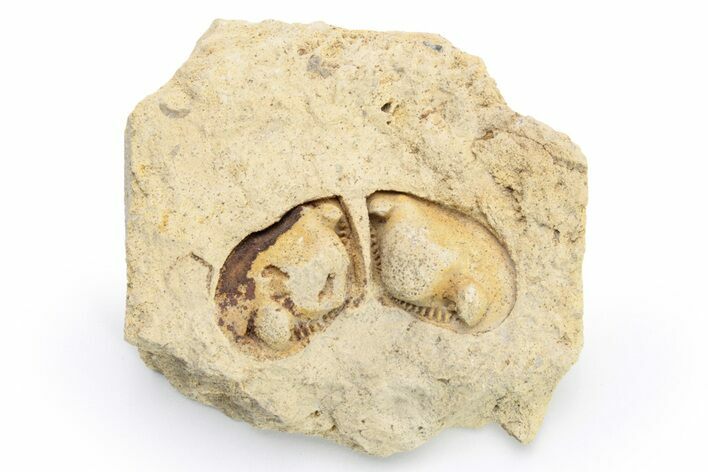 Ordovician Bivalve Mollusk (Tancrediopsis) Fossil - Wisconsin #224364